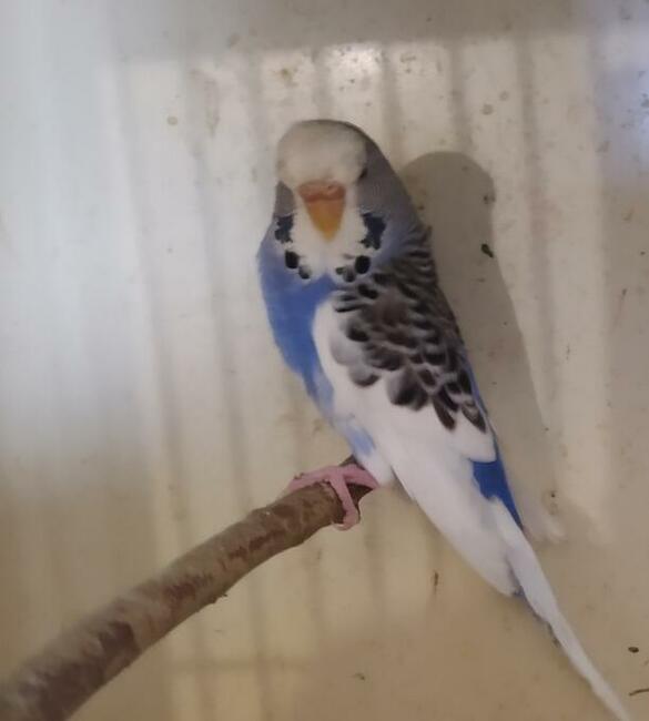 Papugi faliste wysyłam