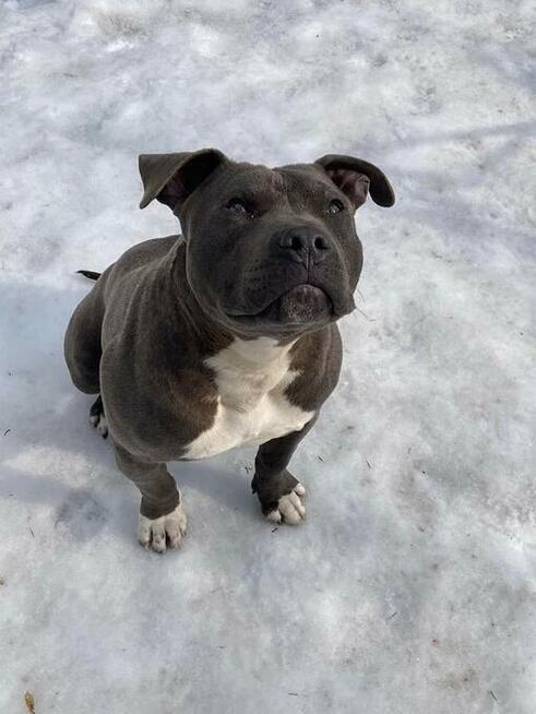 Reproduktor Staffordshire Bull Terier