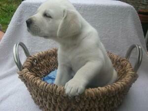 Labrador