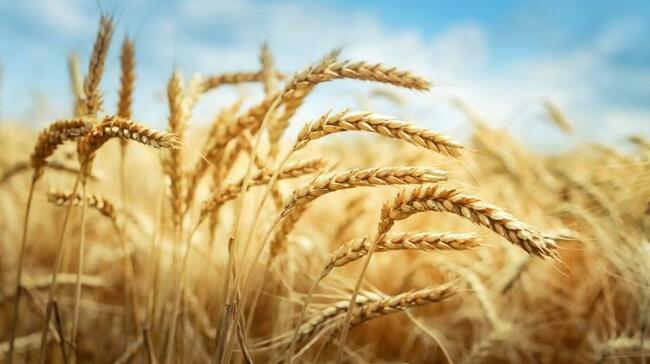 Pożyczki hipoteczne dla rolników i firm bez BIK