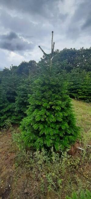 Jodły, świerk, świerki Choinki Świąteczne sprzedam!!!