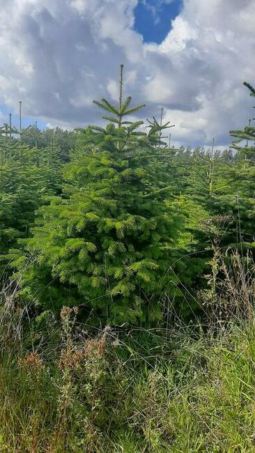 Jodły, świerk, świerki Choinki Świąteczne sprzedam!!!