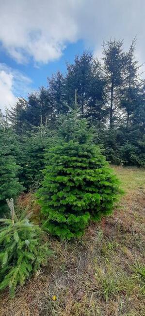Jodły, świerk, świerki Choinki Świąteczne sprzedam!!!