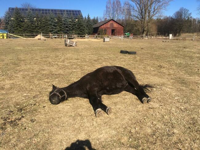 Stajnia, wolnowybiegowa pensjonat koni emerytów 55km odwaw