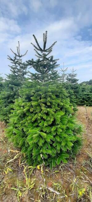 Jodły, świerk, świerki Choinki Świąteczne sprzedam!!!