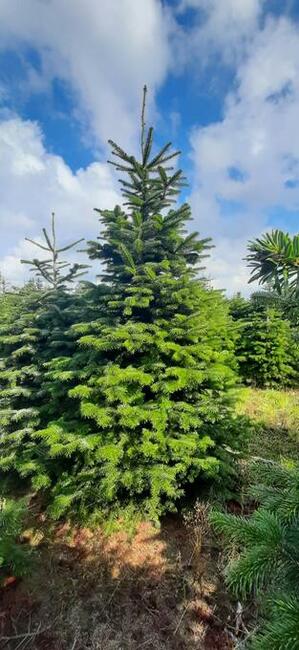 CHOINKI ŚWIĄTECZNE Jodły oraz świerki - Sprzedam!!!