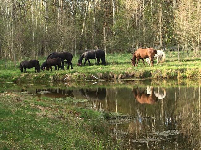 Stajnia, wolnowybiegowa pensjonat koni emerytów 55km odwaw