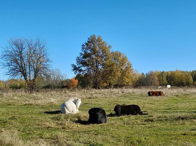 Stajnia, wolnowybiegowa pensjonat koni emerytów 55km odwaw