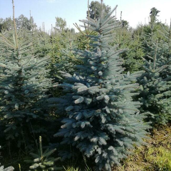 CHOINKI ŚWIĄTECZNE Jodły oraz świerki - Sprzedam!!!