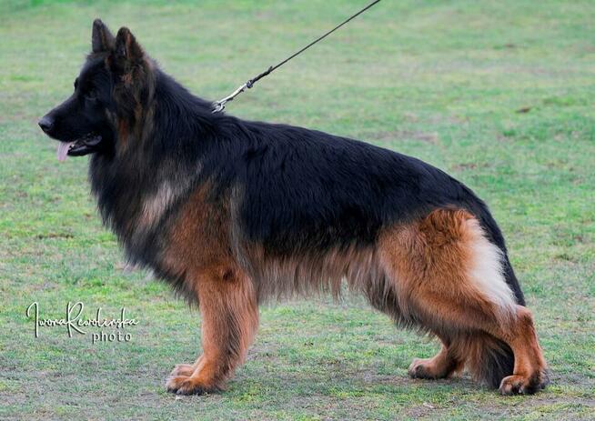 Owczarki niemieckie długowlose