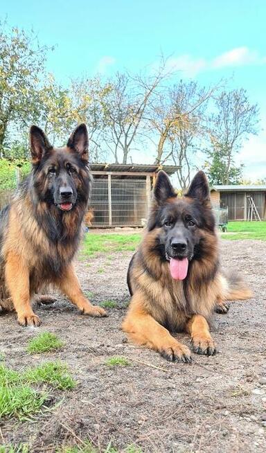 Owczarki niemieckie długowlose