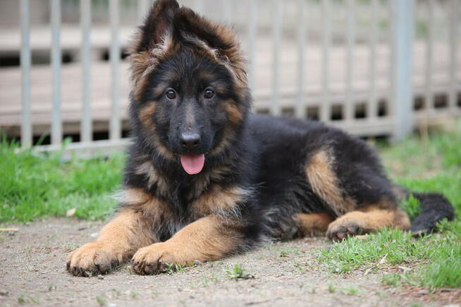 Owczarki niemieckie długowlose