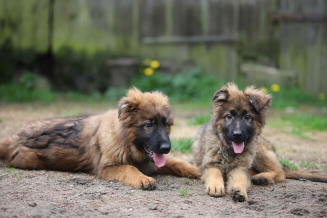 Owczarki niemieckie długowlose