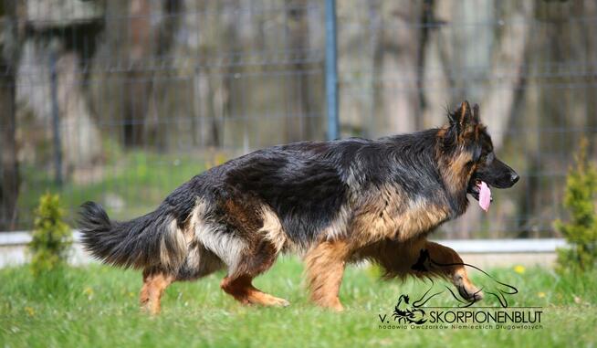 Owczarki niemieckie długowlose