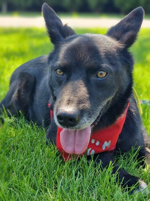 Jurko - przyjazny, poczciwy psiak wniesie radość w Twoje życ