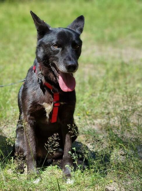 Jurko - przyjazny, poczciwy psiak wniesie radość w Twoje życ