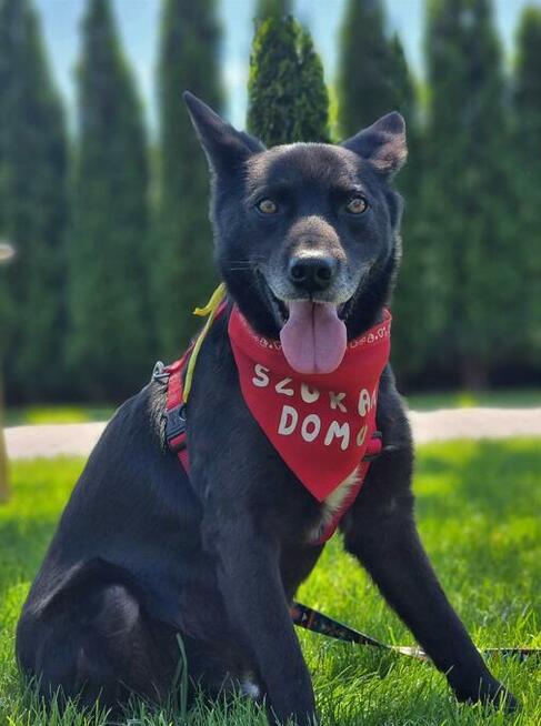 Jurko - przyjazny, poczciwy psiak wniesie radość w Twoje życ