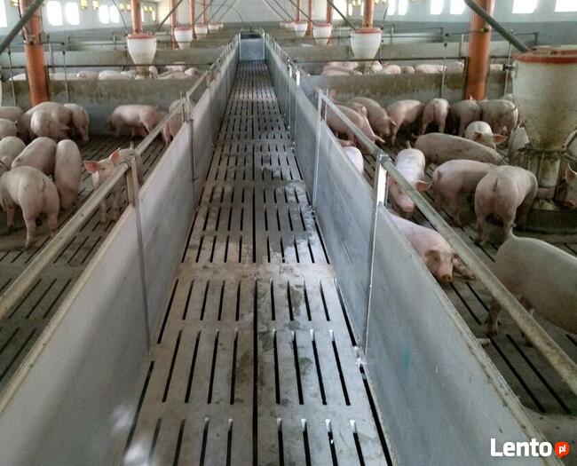 Aktywator Gnojowicy AMU G2013 Starter na kożuch i zapach.