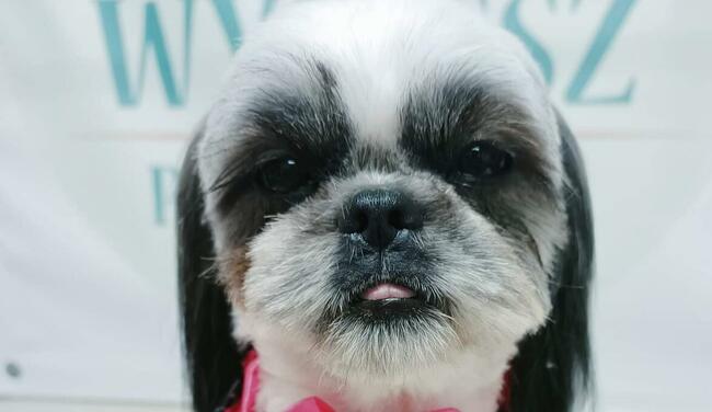 Strzyżenie Fryzjer dla psów TANIO Warszawa i okolice