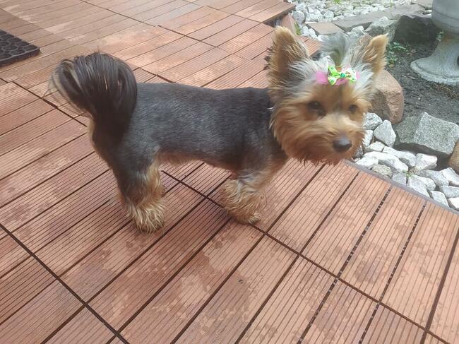 Strzyżenie Fryzjer dla psów TANIO Warszawa i okolice