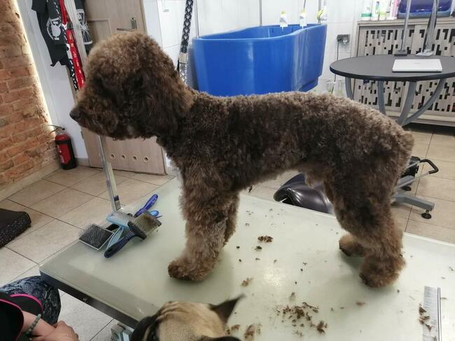 Strzyżenie Fryzjer dla psów TANIO Warszawa i okolice