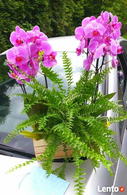 Kwiaciarnie Bielsko Biala Zywiec Poczta galeria kwiatowa