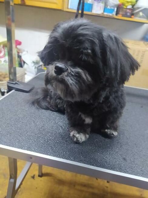 Strzyżenie Fryzjer dla psów TANIO Warszawa i okolice