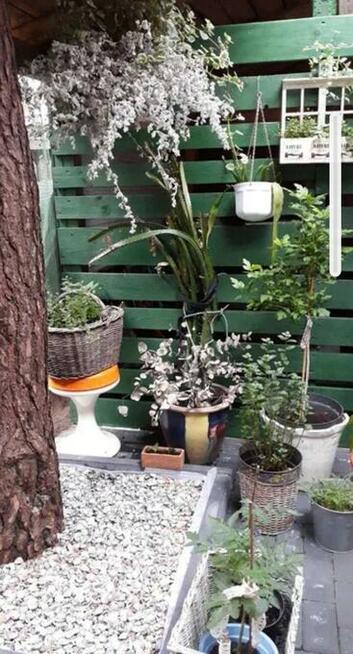 MUSZLE MORSKIE, OZDOBNE, OGRODOWE.NOWOŚĆ!