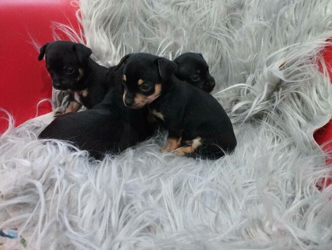 Chipin - chihuahua - pinczer szczeniaki