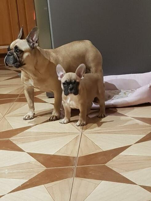 Buldog Francuski Piesek rezerwacja
