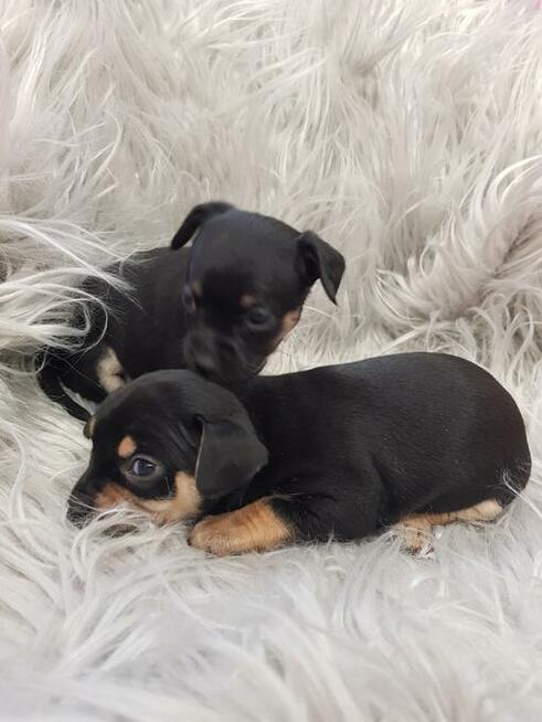 Chipin - chihuahua - pinczer szczeniaki