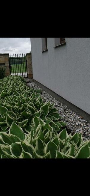 MUSZLE MORSKIE, OZDOBNE, OGRODOWE.NOWOŚĆ!