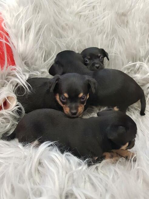 Chipin - chihuahua - pinczer szczeniaki