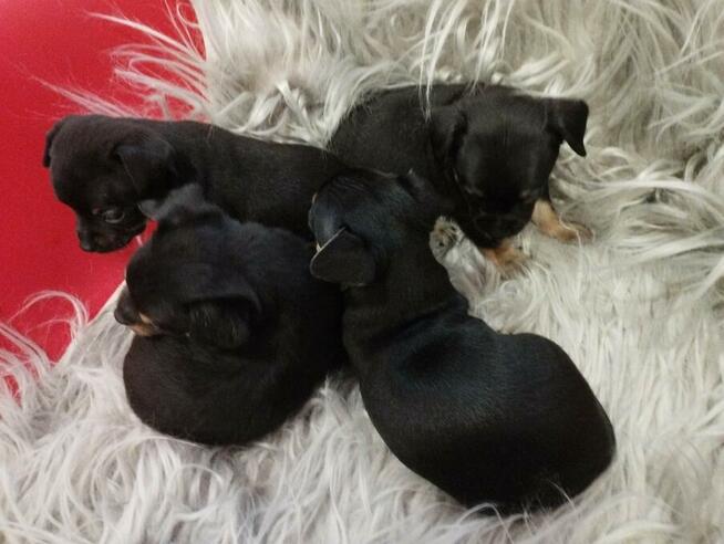 Chipin - chihuahua - pinczer szczeniaki