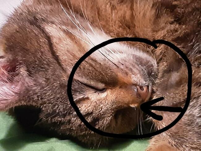 Nadal poszukuję burego kotka z ul.Orkana w Katowicach