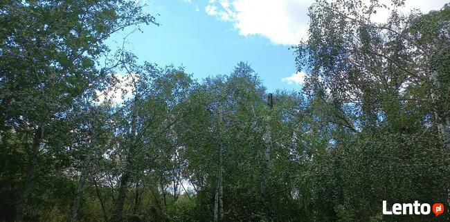 wycinka drzew metodą alpinistyczną