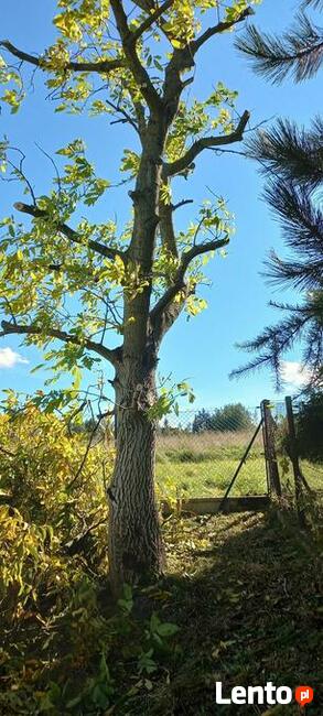 wycinka drzew metodą alpinistyczną