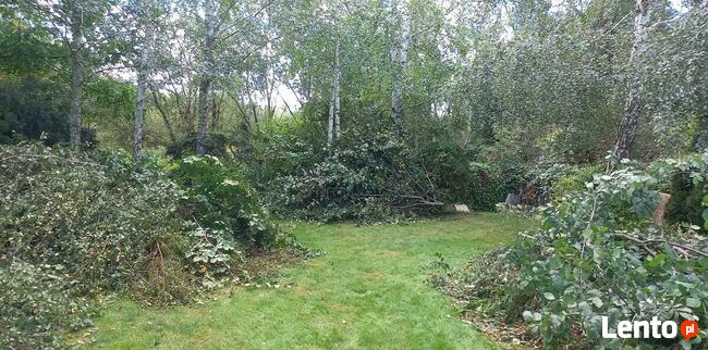 wycinka drzew metodą alpinistyczną