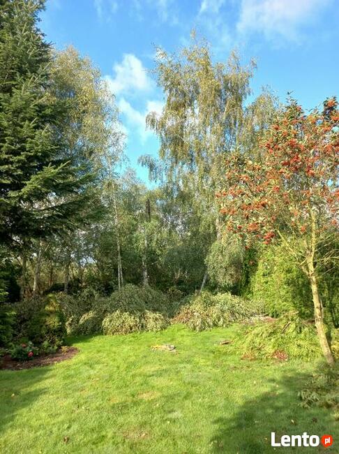 wycinka drzew metodą alpinistyczną