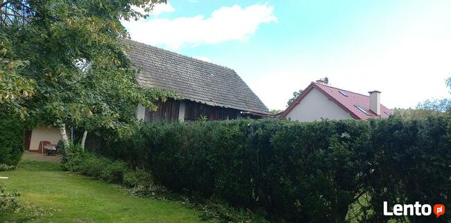 wycinka drzew metodą alpinistyczną