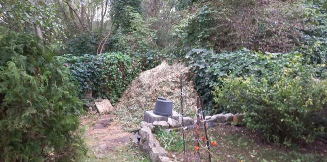 wycinka drzew metodą alpinistyczną