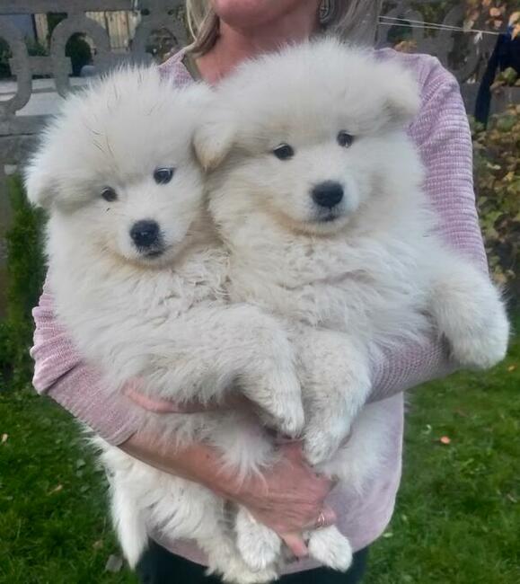 Szczeniaki Samoyed