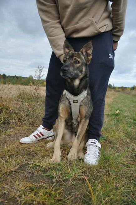 Roczny Iwan, wesoły, przyjazny psiak szuka kochającego domu!