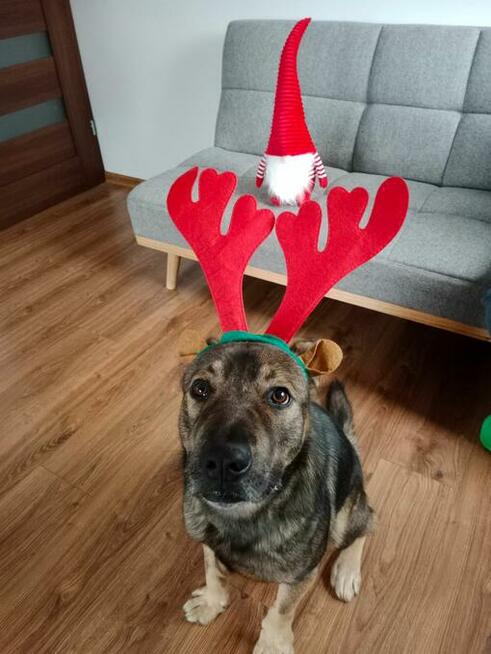 Roczny Iwan, wesoły, przyjazny psiak szuka kochającego domu!