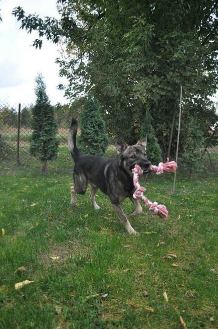 Roczny Iwan, wesoły, przyjazny psiak szuka kochającego domu!