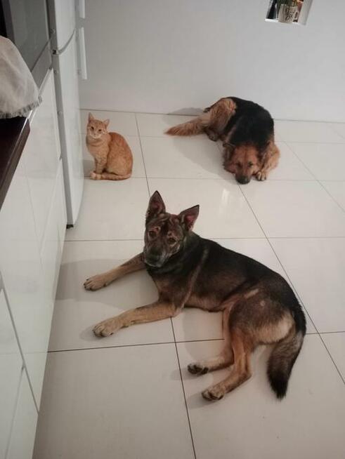 Roczny Iwan, wesoły, przyjazny psiak szuka kochającego domu!