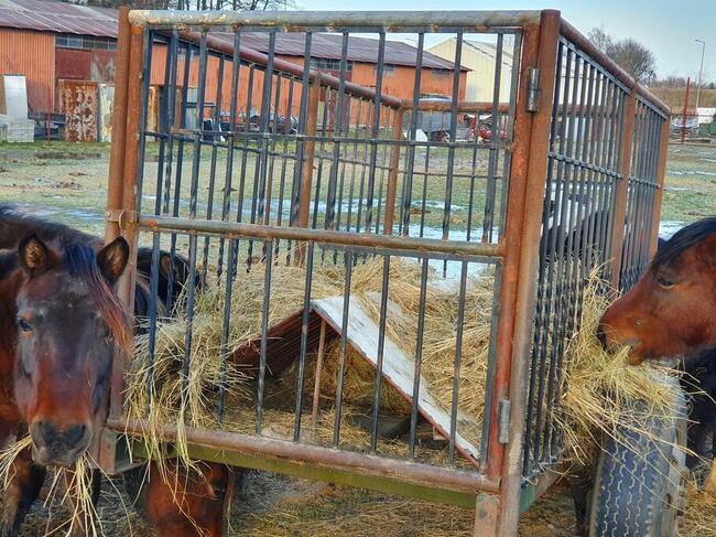Mobilny paśnik, karmnik do koni, przyczepa do rejestracji
