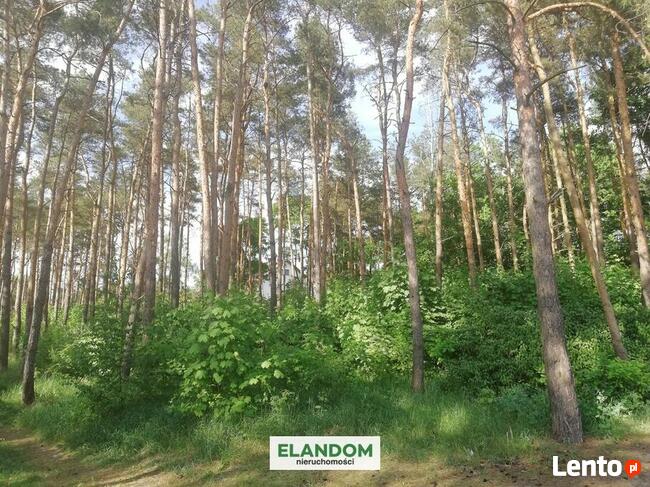 Działka z własnym lasem w Wawrze