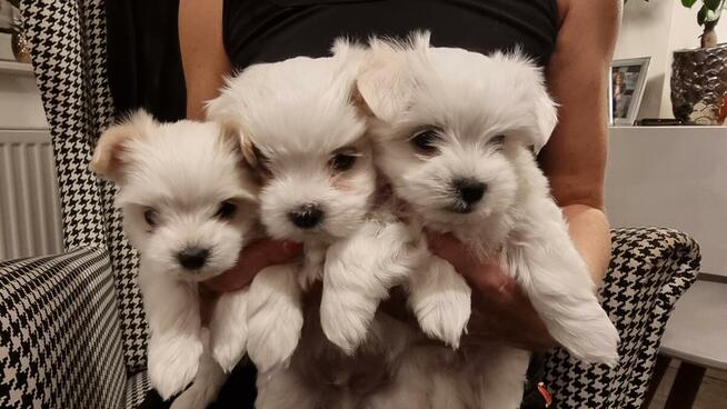 MALTANCZYK MINIATURKA rodowód