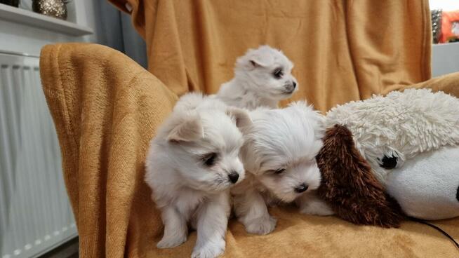 MALTANCZYK MINIATURKA rodowód